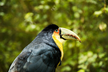 Ramphastos toco   TUCAN GRANDE