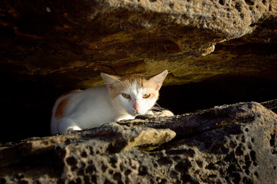 photo of a street cat on a rock, solar photo, selective focus