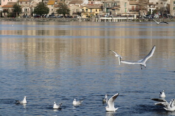 seagulls in flight