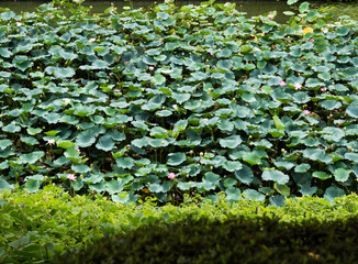 Lotus flowers blooming in Ushigafuchi moat in summer - Tokyo, Japan