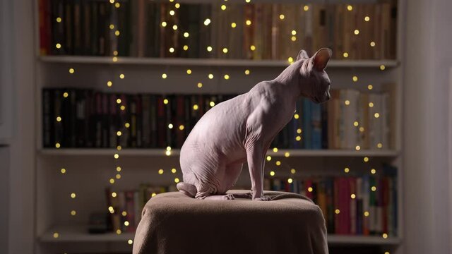 Hairless cat sits in a cozy room on an armchair and licks itself on a bookshelf background decorated with the garland. A purebred sphinx rests at home. It looks around and jumps. Domestic animal theme