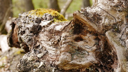 Riesiger alter und toter Baumstamm im Wald mit morschem Holz und Moos.