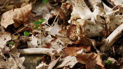 Knochen eines toten Tieres im Wald mit verdorrten Blättern des letzten Herbstes und einem Keimling des Frühlings, Leben und Tod vereint