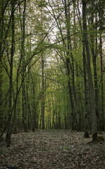 Frühlingswald im Taunus führt mit dem wachsenden Laub zu einer herrlich düsteren, friedvollen Atmosphäre