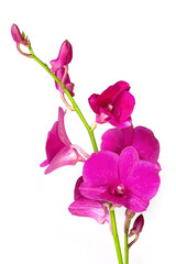 pink orchid isolated on white background