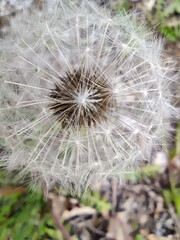 Makro Aufnahme einer Pusteblume