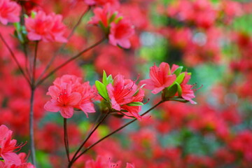 Obraz na płótnie Canvas Pink red azalea flower bush in the spring garden