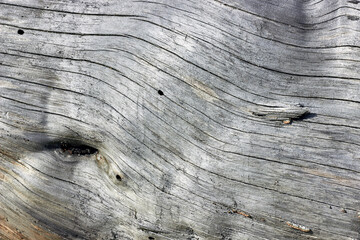 The texture of an old tree without bark