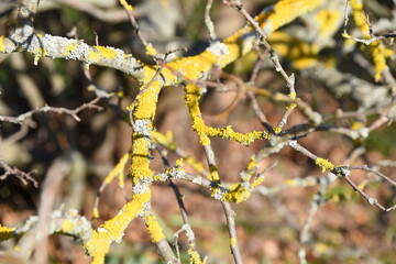 Zweig eines alten Obstbaumes mit gelbem Flechtrasen