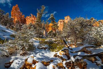 Snows of Winter Cover Bryce Canyon