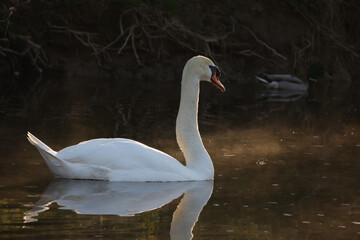 Lonely white swan floating on the river