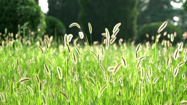 Setaria viridis fluttering in the breeze in a dark green background