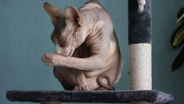 A beautiful gray bald Canadian Sphynx cat sits on a scratching post and washes muzzle with a paw and a tongue. Unusual hypoallergenic pets in the home environment. Funny fat grey and white sphinx cat.