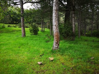 Madrid meadow landscape in the mountains