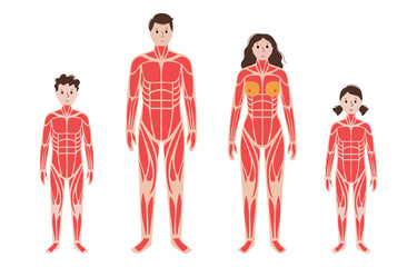 Human muscular system