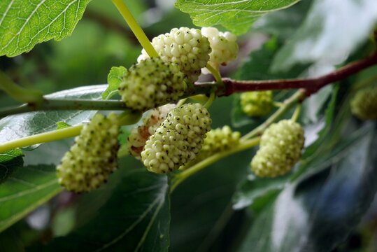 .wei&szlig;e Maulbeeren