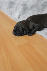 black labrador puppy