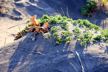 Plants and dry leaves on a small beach dune at sunset