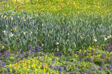 Uncultivated wild meadow with bright spring flowers and greenery