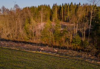 Aerial photo of two roe deer standing by the forest in the distance