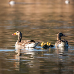 wild geese with their young chicks in the morning sun
