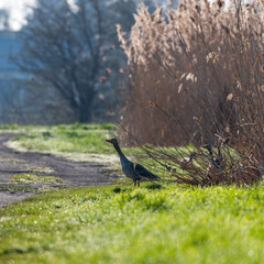 wild geese with their young chicks in the morning sun