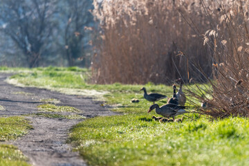 wild geese with their young chicks in the morning sun