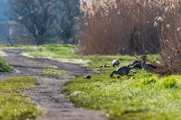 wild geese with their young chicks in the morning sun
