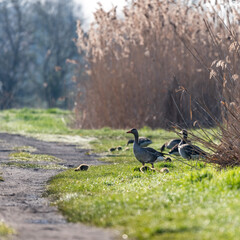 wild geese with their young chicks in the morning sun