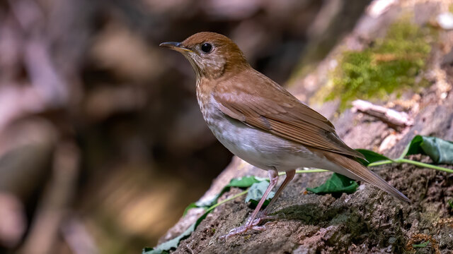 Swainsons Thrush Bird