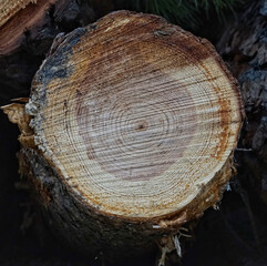 Closeup shot of annual rings of a tree on a blurred background