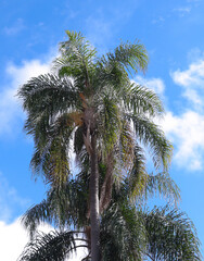 plamtree