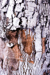 wood texture 