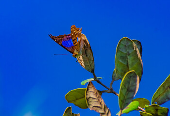 Mariposa azul posada sobre una hoja.Canelones, Uruguay