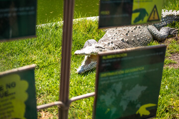 tiger, chitta, bird, elefante, lapmpa,hipopotamo, Cocodrilo en cautiverio, bokeh photo
