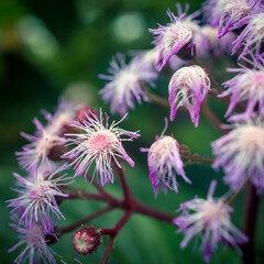 żeniszek meksykański