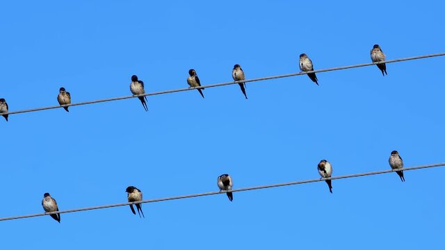 Under blue sky, some birds sitting on electric wires and some birds flying 