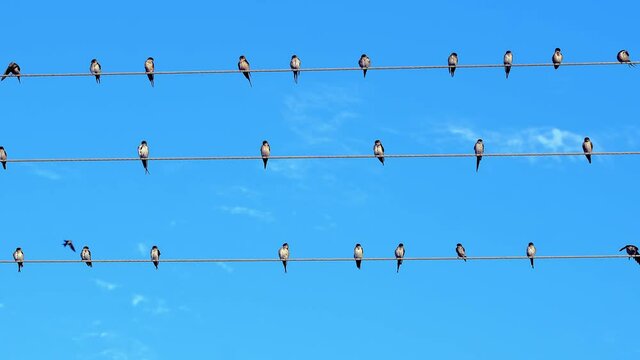 Many birds sitting on three electric wires and some of them flying away suddenly