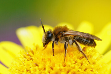 Closeup of a female Mellow miner, Andrena mitis on a yellow flower 