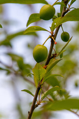 Prunus sp pertenece a la familia Rosaceae