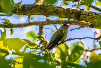 Colibri verde posado sobre una rama. Canelones, Uruguay © Miguel Medeiros