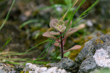 Aichryson sp pertenece a la familia Crassulaceae