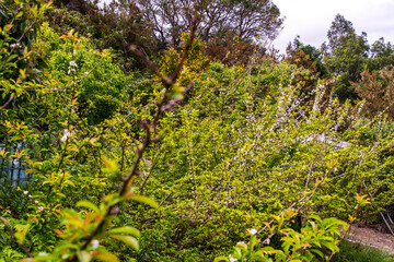 Prunus sp pertenece a la familia Rosaceae