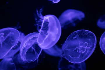 A group of light blue jellyfish on a dark background.