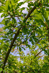 Obraz premium Prunus sp pertenece a la familia Rosaceae