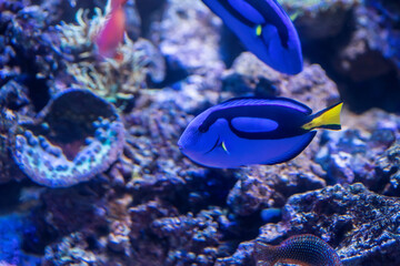 Fototapeta na wymiar Beautiful tropical fish underwater. Amazing underwater world.