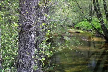 Trunk of a tree on the banks of a river