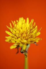 Yellow wild flower blossom close up taraxacum officinale dandelion asteraceae family modern...