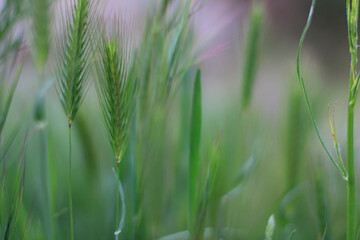 Green ears of wheat on a natural background