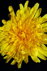 Obraz premium Yellow wild flower blossom close up taraxacum officinale dandelion asteraceae family modern botanical background high quality big size print
